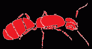 Men laying new hardwood flooring