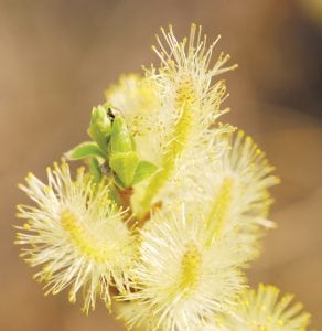 Yellow-flowering-plant
