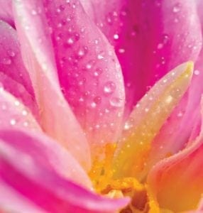 Tips for creating and maintaining a beautiful garden in the month of May