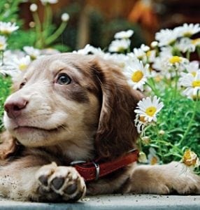 July 2012 Garden Planner