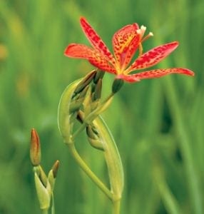 Garden Planner - 0611