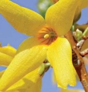 Garden Planner - March