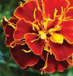 June 2012 garden planner