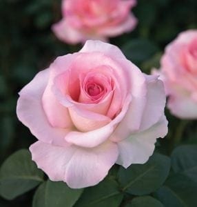 Easy-care, low-maintenance rose gardening