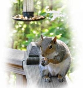 Bob and Rodman - Are You Smarter Than a Squirrel?