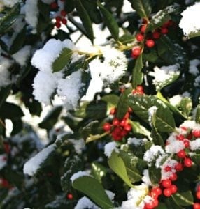 Holly covered with snow