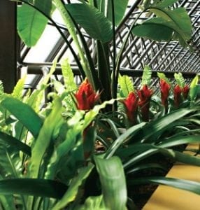 Ideas for plantscaping your home's interior