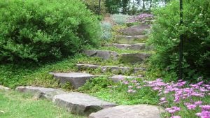 Boulder-shrubs-purple-flowers