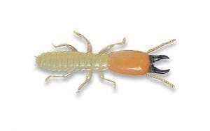 Capital Floors