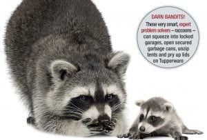 Raccoons - mother and baby