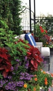 Potted plants on deck