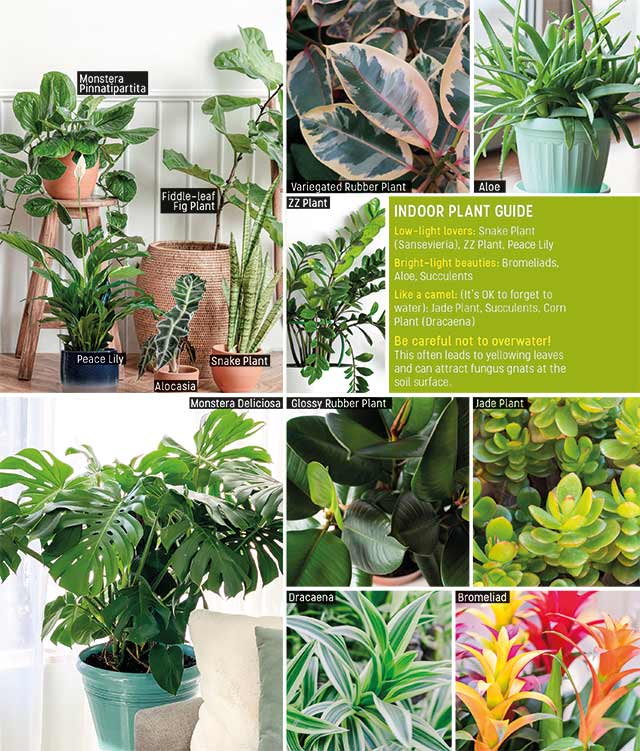 Houseplants care and light requirement guide