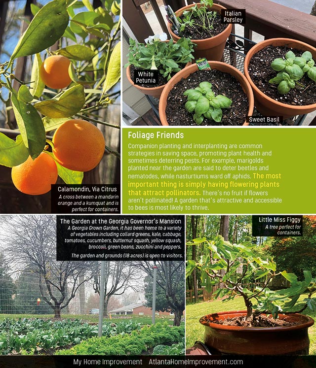 The Garden at the Georgia Governor's Mansion, Calamansi, Little Miss Figgy and tips for container gardening.