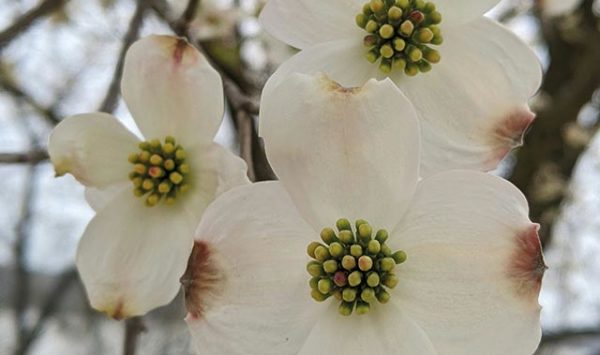 Promo for the Atlanta Dogwood Festival featuring a white flowering dogwood