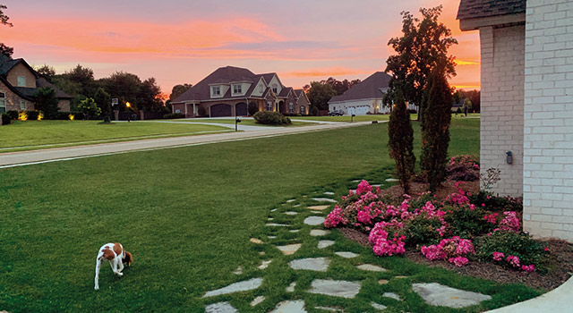 A dog walks alongside a TifTuf Bermuda grass lawn featuring a stone paver walkway and blooming pink Oso Easy Peasy roses.